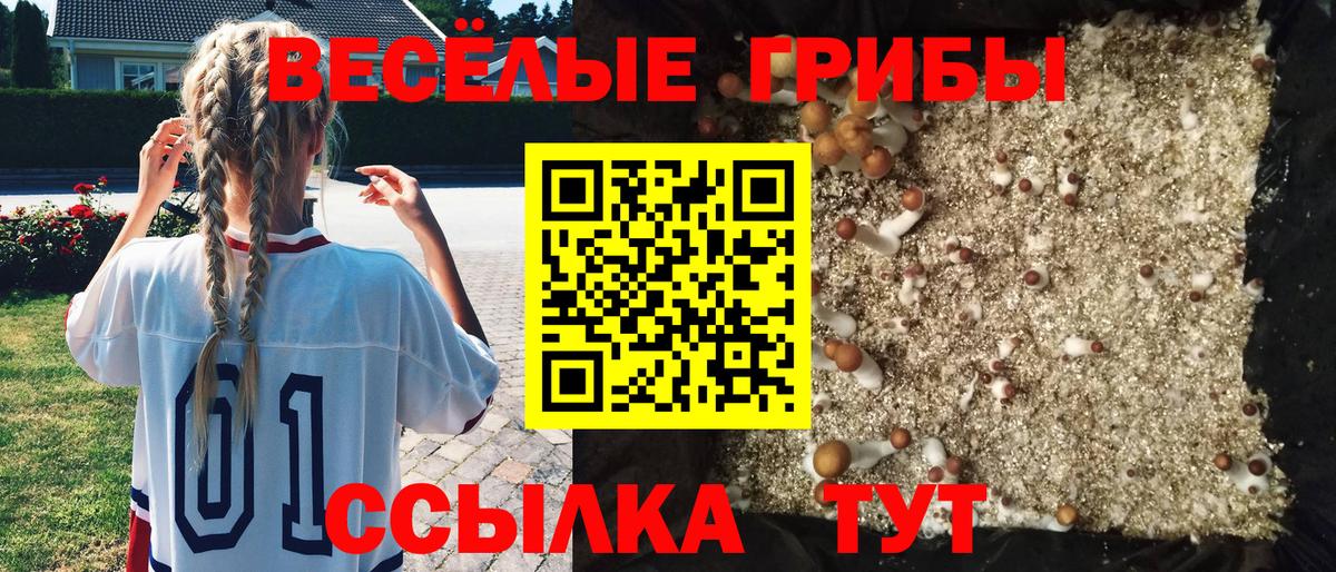 Киржач  Галлюциногенные грибы Psilocybe  Вход с VPN 